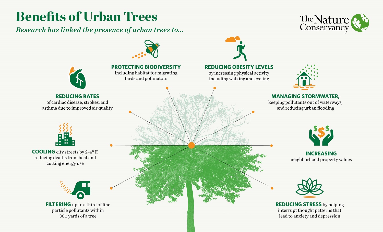 Urban Tree inforgraphic
