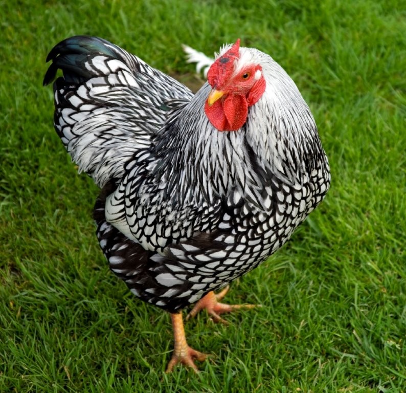 Top 10 Most Beautiful Chicken Breeds In The World PepNewz Top 10 Most Beautiful Chicken Breeds In The World PepNewz