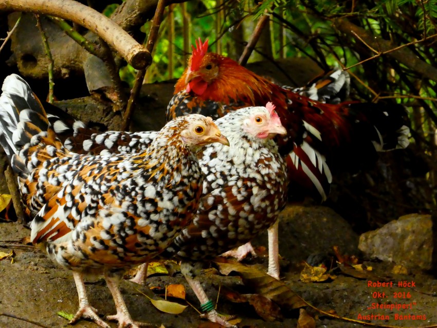 Top 10 Most Beautiful Chicken Breeds In The World pepNewz